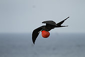 Magnificent Frigatebird (Fregata magnificens) male displaying, Isla Isabella, Nayarit, Mexico