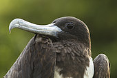 Magnificent Frigatebird (Fregata magnificens) female, Isla Isabella, Nayarit, Mexico