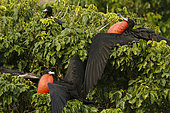 Magnificent Frigatebird (Fregata magnificens) males displaying, Isla Isabella, Nayarit, Mexico