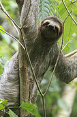 Brown-throated Three-toed Sloth (Bradypus variegatus), Manuel Antonio National Park, Costa Rica