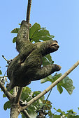 Brown-throated Three-toed Sloth (Bradypus variegatus), Manuel Antonio National Park, Costa Rica