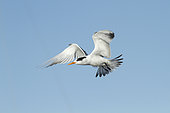Elegant tern (Thalasseus elegans) in flight, Sausalito, San Francisco Bay, California,