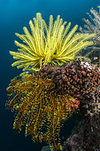 Bennett's Feather Star (Oxycomanthus bennetti) and Noble Feather star (Comanthina nobilis), off Cebu, Philippines