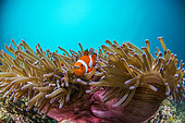 Clown anemonefish (Amphiprion ocellaris) in its Anemone, Cebu, Philippines