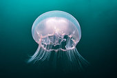 Moon Jellyfish (Aurelia aurita), Pescador island, Philippines