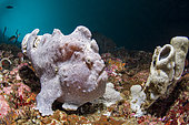 Commerson's frogfish (Antennarius commerson) on reef, Pescador island, Philippines