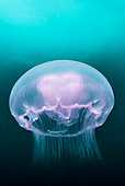 Moon Jellyfish (Aurelia aurita), Pescador island, Philippines