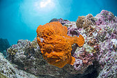 Commerson's frogfish (Antennarius commerson) on reef, Moalboal, Philippines
