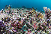 Scorpionfish (Scorpaenopsis sp) on a background of coral debris, Moalboal, Philippines