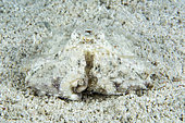 Box crab (Calappa sp) camouflaged in the sand, Moalboal, Philippines