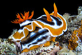 Magnificent Chromodorid Nudibranch (Chromodoris magnifica) on reef, Philippines