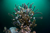 Yellow-striped Apogon (Ostorhinchus cyanosoma) under cover in a Bennett's cometula (Anneissia bennetti), Dauin, Philippines