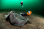 Couple of Saddleback clownfish (Amphiprion polymnus) and Carpet Anemone (Stichodactyla sp), Dauin, Philippines