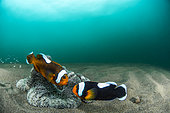 Couple of Saddleback clownfish (Amphiprion polymnus) and Carpet Anemone (Stichodactyla sp), Dauin, Philippines