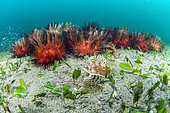 Group of Red sea urchin (Astropyga radiata) and Shortfin turkeyfish (Dendrochirus brachypterus) in Halophila seagrass, Dauin, Philippines