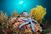 Blue linckia sea star (Linckia laevigata) and Bennett's Feather Star (Oxycomanthus bennetti) on reef, Dauin, Philippines