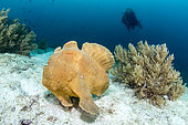 Commerson's frogfish (Antennarius commerson) on bottom and diver, Dauin, Philippines