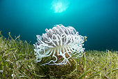 Tube anemone in an underwater seagrass, Dauin, Philippines