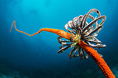 Feather star on whip coral, Dauin, Philippines