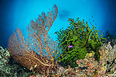 Giant Sea Fan (Annella mollis) and Black Sun coral (Tubastraea micranthus) on reef, Dauin, Philippines