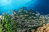 school of Striped eel catfish (Plotosus lineatus) and Black Sun coral (Tubastraea micranthus), Dauin, Philippines