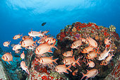 School of Bigscale Soldierfish (Myripristis berndti), Booby rock dive site, off Praslin, Seychelles