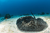 Blotched fantail ray (Taeniura meyeni) on sand, Booby rock dive site, off Praslin, Seychelles