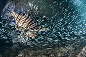 Red Lionfish (Pterois volitans) hunting in a school of fish, Mahé, Seychelles