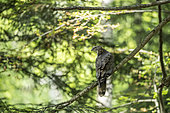 Eurasian sparrowhawk (Accipiter nisus) in the Sneznik forest, Slovenia