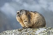 Alpine marmot (Marmota marmota), Kaiser-Franz-Josefs-Höhe, High Tauern National Park, Carinthia, Austria, Europe