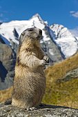 Alpine marmot (Marmota marmota), Grossglockner behind, Kaiser-Franz-Josefs-Höhe, High Tauern National Park, Carinthia, Austria, Europe