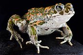 Italian green toad (Bufotes balearicus)