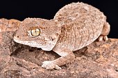 The helmeted gecko (Tarentola chazaliae) is native to Western Sahara, Mauritania and Morocco in zones near the coast where the humidity is high.