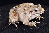 The Moroccan painted frog (Discoglossus scovazzi) is found in Morocco as well as in the Spanish North African enclaves Ceuta and Melilla.