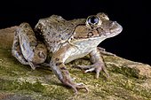 Chinese edible frog (Hoplobatrachus rugulosus). This species is widespread from central, southern and south-western China including Taiwan, Hong Kong and Macau to Myanmar through Thailand, Lao People's Democratic Republic, Viet Nam and Cambodia south to the Thai-Malay peninsula.