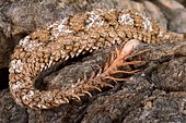 The spider-tailed horned viper (Pseudocerastes urarachnoides) is a species of viper endemic to western Iran which was described in 2006. The head looks very similar to that of other Pseudocerastes species in the region, but the spider-tailed horned viper has a unique tail that has a bulb-like end that is bordered by long drooping scales that give it the appearance of a spider. The tail tip is waved around and used to lure insectivorous birds to within striking range.