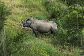 Rhinocéros blanc (Ceratotherium simum) avec une grande corne, Kruger national parc, Afrique du Sud