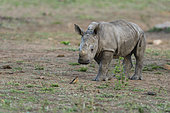 Jeune Rhinocéros blanc (Ceratotherium simum) regardant un Piqueboeuf à bec rouge, Kruger national parc, Afrique du Sud