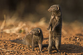 Dwarf Mongooses (Helogale parvula) keep a watch, Kruger national park, South Africa