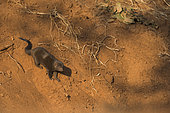 Dwarf Mongoose (Helogale parvula), Kruger national park, South Africa