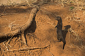 Dwarf Mongoose (Helogale parvula) keep a watch, Kruger national park, South Africa