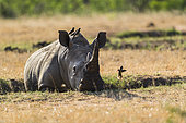 White Rhinocéros (Ceratotherium simum) lying down in mud bath, Kruger national park, South Africa