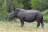 Rhinocéros blanc (Ceratotherium simum) avec petite corne, Kruger national parc, Afrique du Sud,