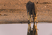 Common Eland (Taurotragus oryx) drinking at the sunset with his reflection in the water, Etosha national park, Namibia