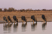 Herd of Common Eland (Taurotragus oryx) drinking at the sunset, Etosha national park, Namibia