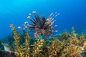 Red lionfish (Pterois volitans) and Sargasse (Sargassum sp), Martinique