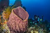Diver with ventral rebreather in front of a Barrel Sponge (Xestospongia muta), Martinique
