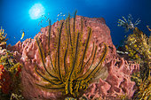 Golden Crinoid (Davidaster rubiginosus), Barrel Sponge (Xestospongia muta) and Red lionfish (Pterois volitans), Martinique