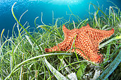 Red Cushion star (Oreaster reticulatus) in a mixed underwater seagrass at Thalassia and Syringodium, Martinique