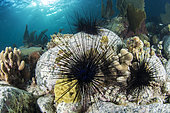 Group of Long-spinned Sea Urchin (Diadema antillarum), Martinique